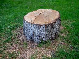 Best Tree Maintenance Programs  in Martindale, TX