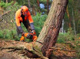 Best Weed Control  in Martindale, TX