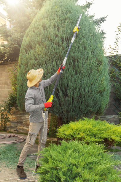 Martindale, TX Tree Services Company