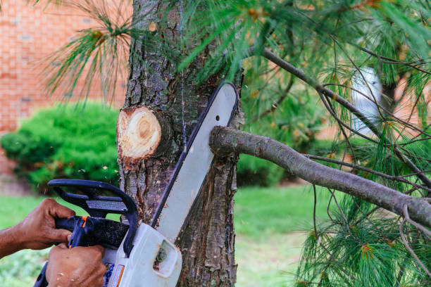 Best Tree Preservation Services  in Martindale, TX